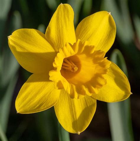 Exploring the rich history and folklore behind Daffodil Spell 7.